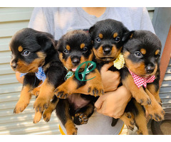 Rottweiler Puppies - Image 1
