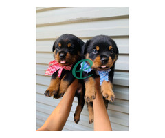 Rottweiler Puppies - Image 2
