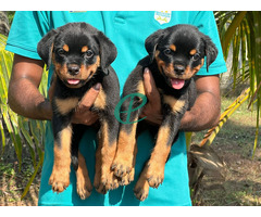 Rottweiler Puppies - Image 3
