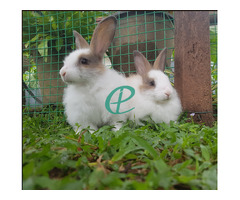 Angora Rabbit