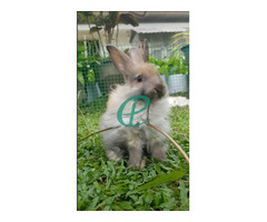 Angora Rabbit - Image 2