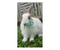 Angora Rabbit - Image 3