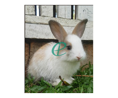 Angora Rabbit - Image 4