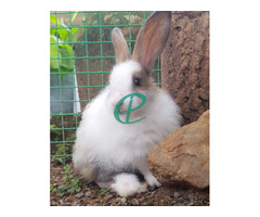 Angora Rabbit - Image 5